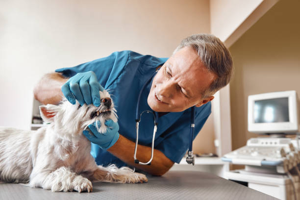 Best Pediatric Emergency Dentist in Westmoreland, TN